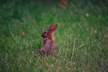 baby rabbit in the grass