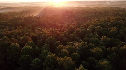 beautiful green forest at morning sunrise aerial shot, drone point of view