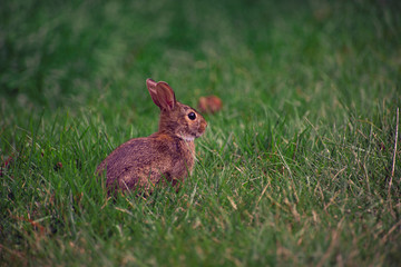 baby rabbit in the grass