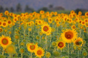 Fototapeta premium beautiful sunflower in the field