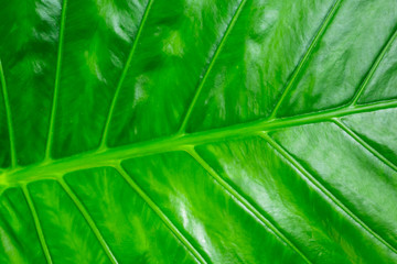 green fresh background. Banana leaf inclined lines symmetrical repeating pattern base eco bright design