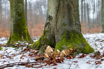 Obraz premium Moss on a beech tree trunk. Deciduous trees covered with snow.