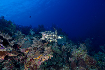 Fototapeta na wymiar Hawksbill Sea Turtle (Grand Cayman, BWI)
