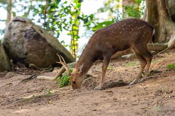 spotted deer horns dark brown wool thin branchy horns looking for food roots nuts on the ground on a sunny day wildlife