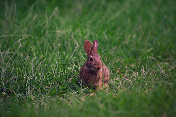 baby rabbit in the grass