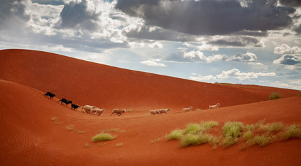 A sheep heard crosses the Chinle sand dunes 