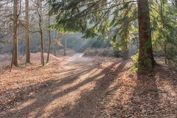 Obraz premium Light on the woodland Path