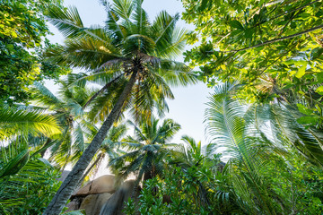 Obraz premium Coco de Mer Palme, Praslin, Seychellen