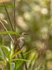 Yellow vented Bulbul, Pycnonotus goiavier, perching on the twig. Bali in Indonesia.