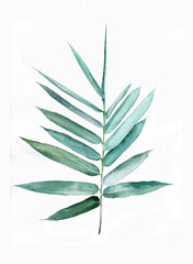 Watercolor illustration of plant. palm brunch