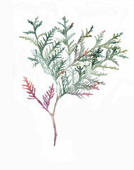 Watercolor illustration of plant. thuja