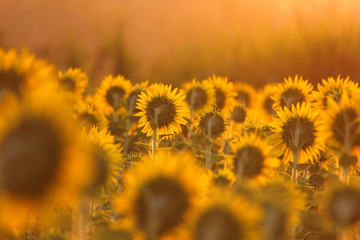 sunflower field  in the morning with sunlight background