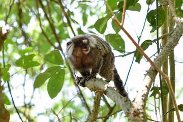Macacos 