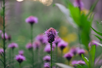 purple liatris flowers in the garden