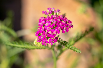 Obraz premium Purple Yarrow flower