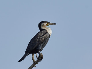 White-breasted cormorant (Phalacrocorax lucidus)