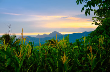 Mountain view during sunset of rain forest tropical jungle with cloudy blue sky in the remote asian island with tree and plantation