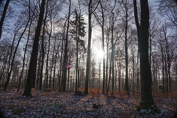 Fototapeta premium Wald im Winter