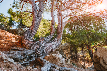 Location Crimea, Crimean peninsula, Ukraine, Europe.