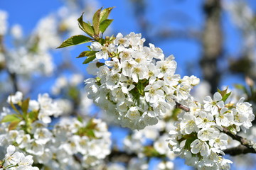 Сherry branch in bloom