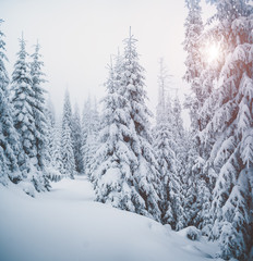 Fabulous frozen fir trees. Location Carpathian, Ukraine, Europe.
