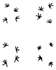 Black footprints of lizard on a white background
