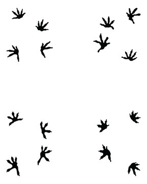 Black Footprints Of Lizard On A White Background