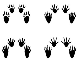 Black footprints of raccoon on a white background - obrazy, fototapety, plakaty