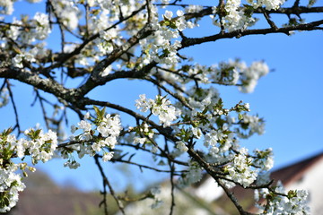 Сherry branch in bloom