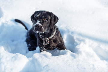 A black dog lablador in snow