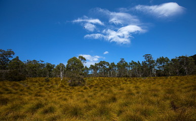 Obraz premium landscape with trees and blue sky