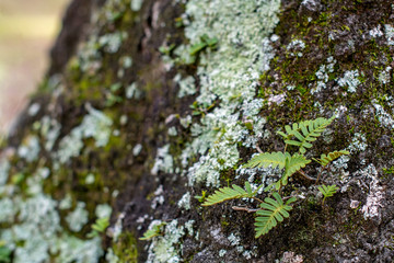 Green moss on a tree trunk with fern background in the forest ~NATURE'S TEXTURES~