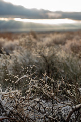 early morning snow in desert landscape on desert plants and trees