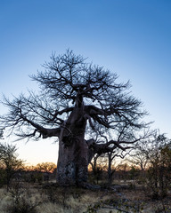 Baobab Trees of Africa 