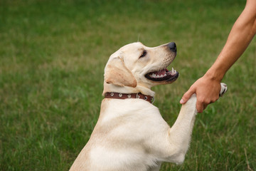 Friendship of man and dog. Happy young man holding a paw of a dog Labrador