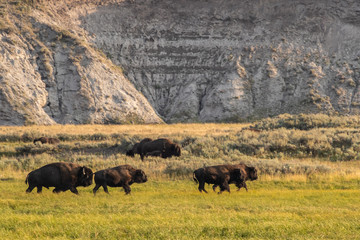 bison in yellowstone