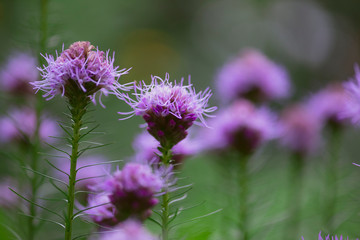 purple liatris flowers blooming 