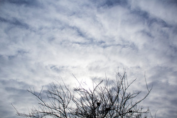 Leafless tree branches in cloudy sky.