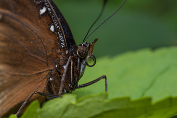 Naklejka premium Blue Morpho butterfly on a leaf