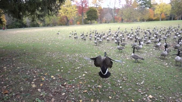 Slow Motion Goose Flying And Landing Heading Towards Flock