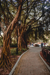 Tropical green banyan trees over a path in a park in Hong Kong Chin