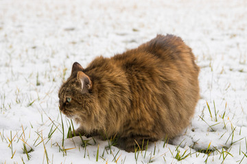 Beautiful long haired pet of siberian cat in the garden in winter time