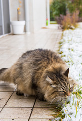 Beautiful long haired cat of siberian breed in the garden in winter time