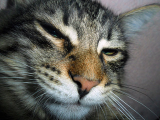 Portrait of a cat. Large