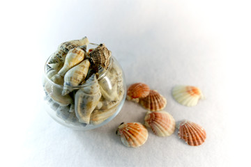 Seashells in a transparent glass