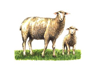 sketch sheep with lamb in green grass