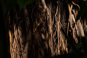 Roots of trees. Huge tree trunk and large exposed roots. Image for graphic design. 