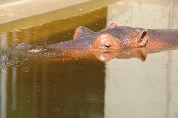 Nilpferd Flusspferd unter Wasser 