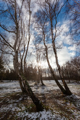 spring birch grove with melting snow under the rays of the bright sun