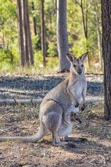 kangaroo in nature
